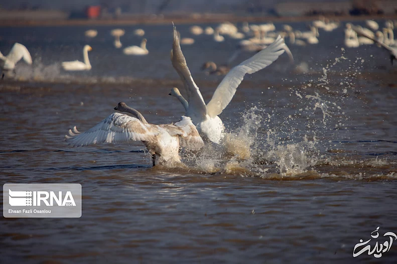 (تصاویر) قوهای فریادکش در تالاب سرخرود